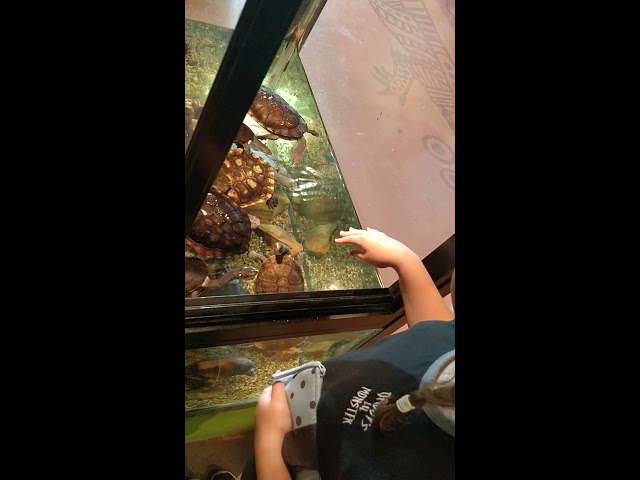 Lily and turtles